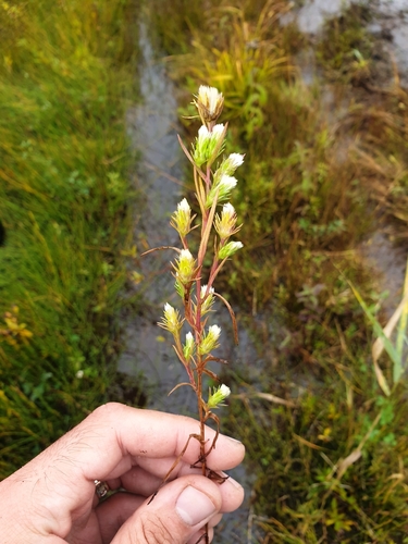 Brachyactis ciliata iNat (3)