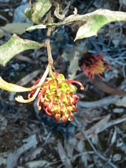 Grevillea dryophylla