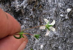 Wahlenbergia pyrophila