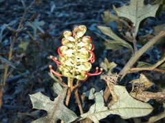 Grevillea dryophylla