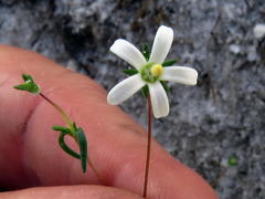 Wahlenbergia pyrophila