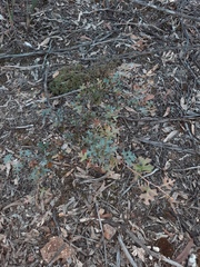 Grevillea dryophylla