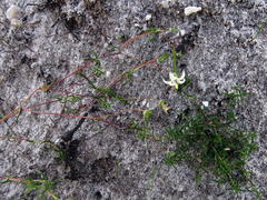 Wahlenbergia pyrophila