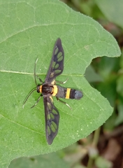 Amata sperbius