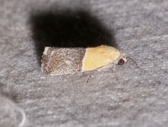 Ponometia clausula