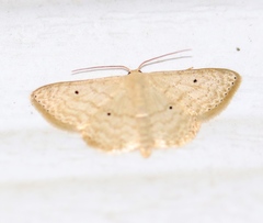 Scopula benitaria