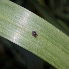 Rhyzobius lophanthae