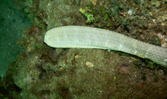 Aipysurus laevis