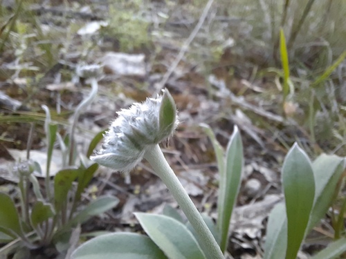 Brunonia australis (Brunonia australis)