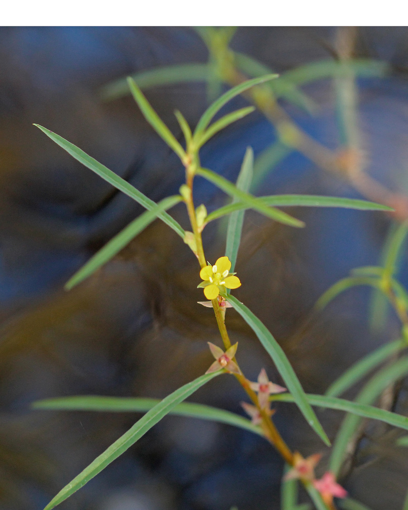 Narrowleaf Primrosewillow (Nash Prairie Plants List) · iNaturalist