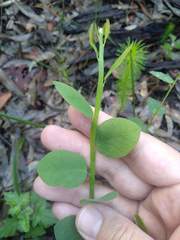Bossiaea heterophylla
