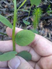 Bossiaea heterophylla