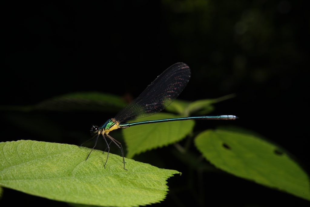 Vestalaria venusta