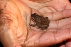 Pseudacris streckeri