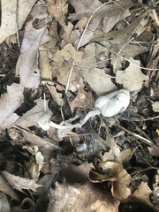 Entoloma olivaceomarginatum