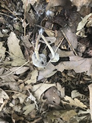 Entoloma olivaceomarginatum