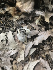 Entoloma olivaceomarginatum
