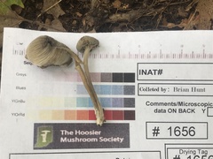 Entoloma olivaceomarginatum