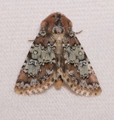 Hemibryomima chryselectra