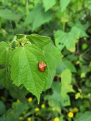 Charidotella tuberculata