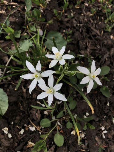 Ornithogalum umbellatum