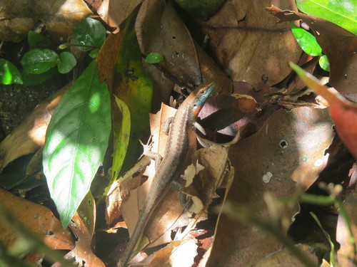 Carlia rhomboidalis