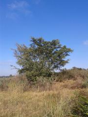 Ficus natalensis natalensis