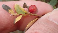Euura collactanea