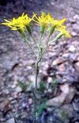 Senecio crenatus