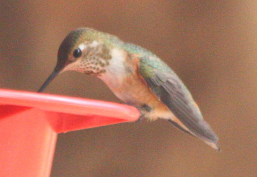 Selasphorus rufus