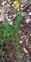 Senecio crenatus