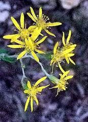 Senecio crenatus