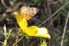 Phyciodes tharos