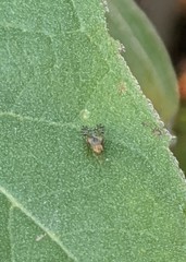 Neotephritis finalis