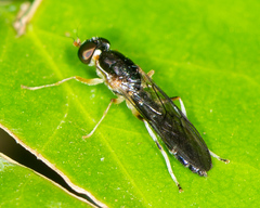 Merosargus caeruleifrons