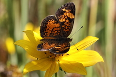 Phyciodes tharos