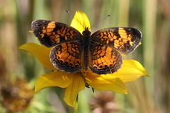 Phyciodes tharos