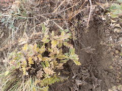 Dracocephalum pinnatum