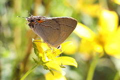 Strymon melinus