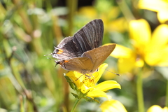 Strymon melinus