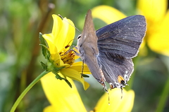 Strymon melinus