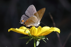 Strymon melinus