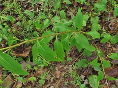 Solidago arguta boottii