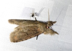 Gadirtha impingens