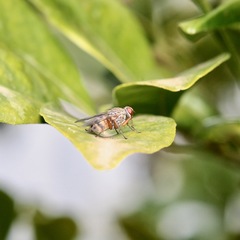 Pygophora apicalis