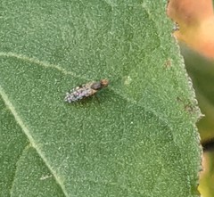 Neotephritis finalis