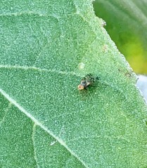 Neotephritis finalis