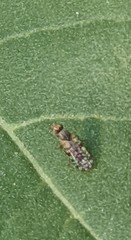 Neotephritis finalis