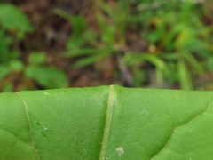 Solidago arguta boottii