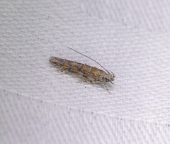 Metharmostis multilineata